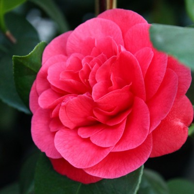 Camellia Lady Campbell