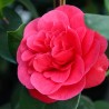 Camellia Lady Campbell
