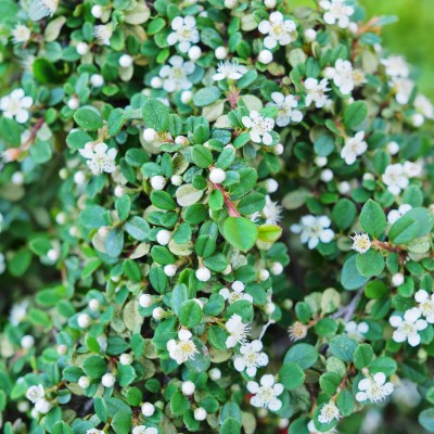 Barcoace Streibs Findling