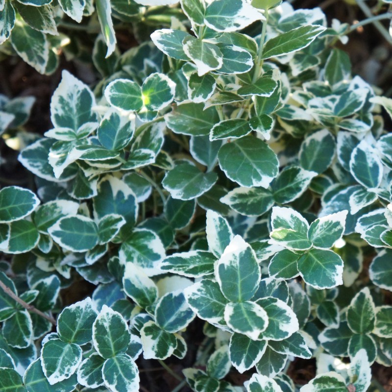 Salba Emerald Gaiety