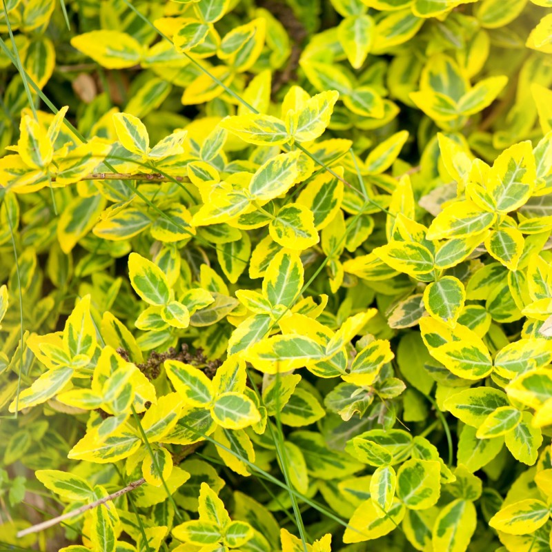 Salba Emeraldn Gold
