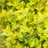 Salba Emeraldn Gold