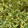 Salba Japoneza Aureomarginatus