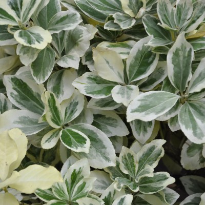 Salba Japoneza President...