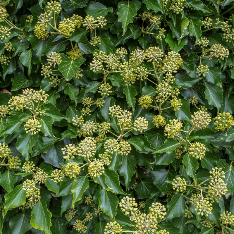 Iedera Hedera helix arborescens