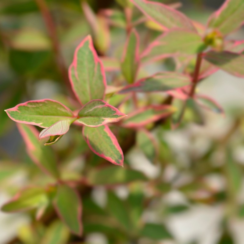 Sunatoare Hypericum moserianum Tricolor