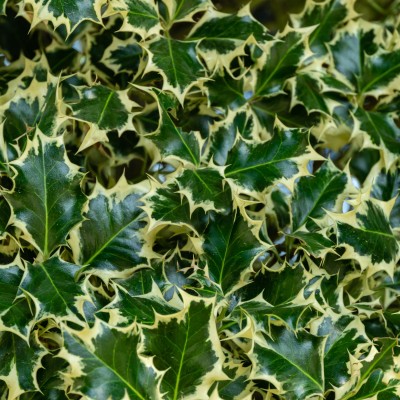 Laur Ilex aquifolium...