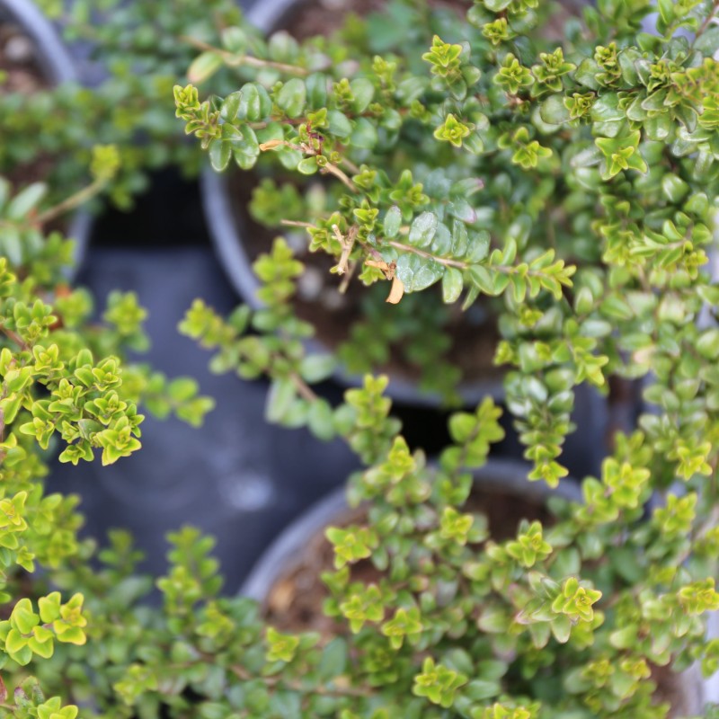 Caprifoi Baggessens Gold