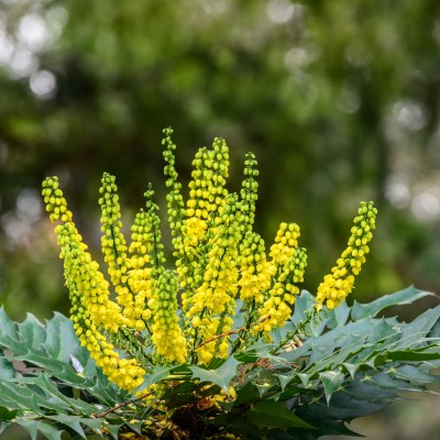 Mahonia media Charity