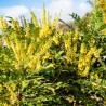 Mahonia media Winter Sun