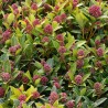Skimmia fragrant cloud