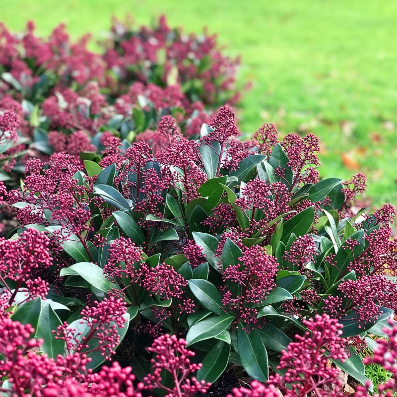 Skimmia japonica Rubella