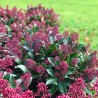 Skimmia japonica Rubella