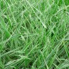 Iarba decorativa Carex morrowii Ice Dance