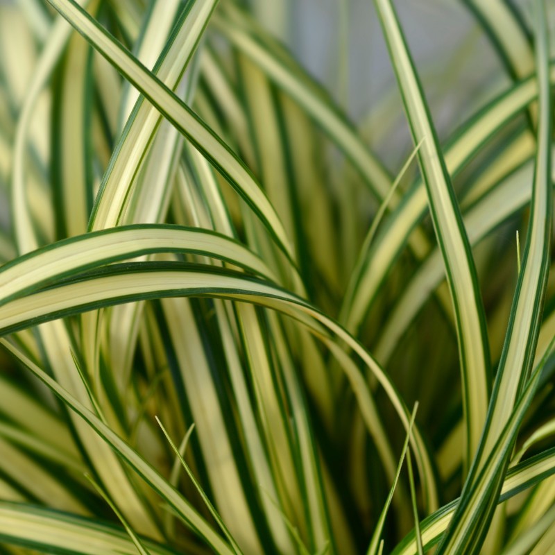 Iarba decorativa Carex oshimensis Evergold