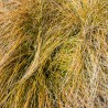 Iarba decorativa Carex Praire Fire
