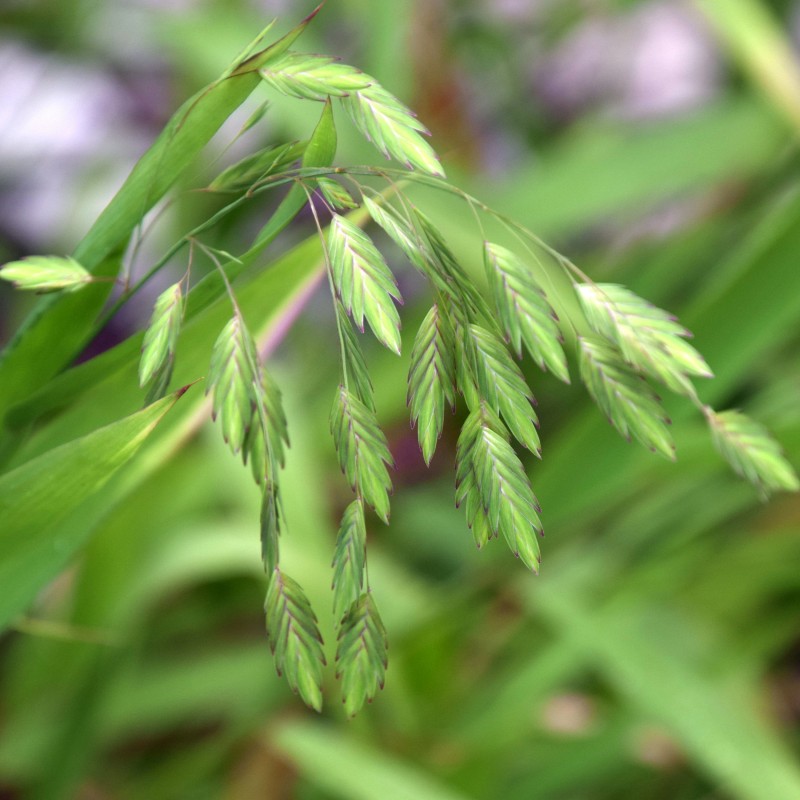 Chasmanthium latifolium