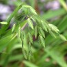 Chasmanthium latifolium