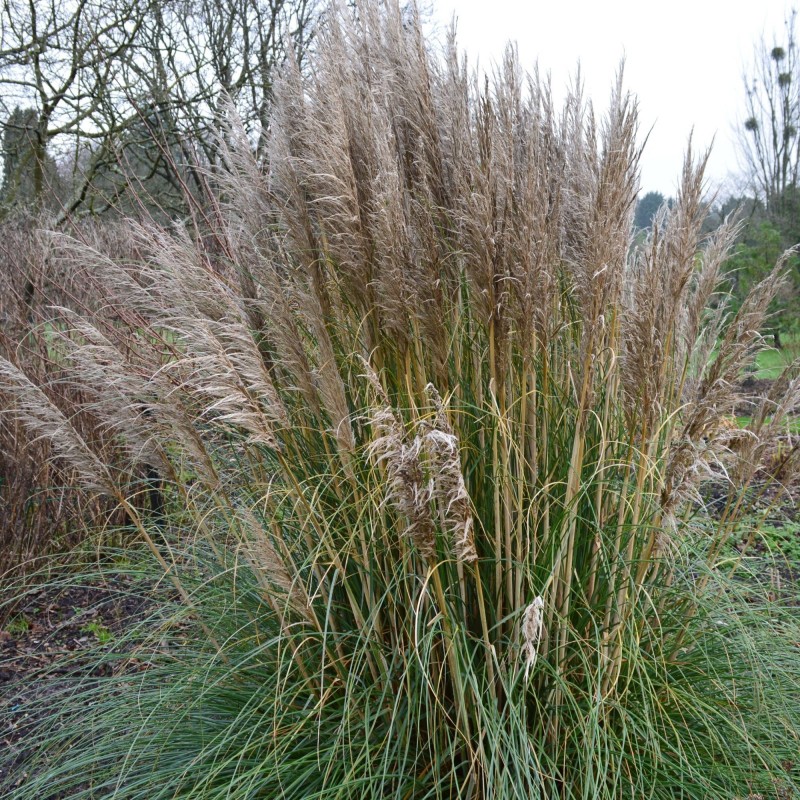 Iarba de pampas Evita