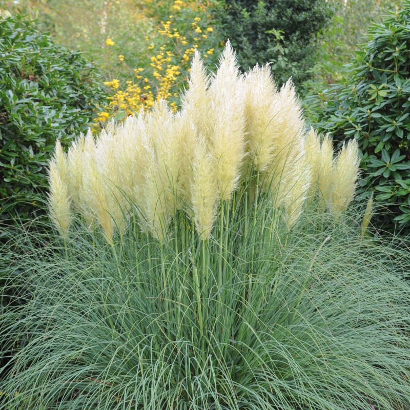 Iarba de Pampas Pene Albe