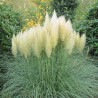 Iarba de Pampas Pene Albe