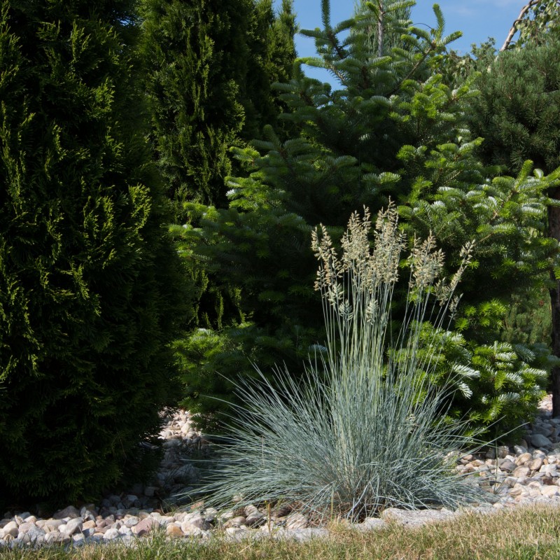 Helictotrichon sempervirens Pendula