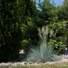 Helictotrichon sempervirens Pendula