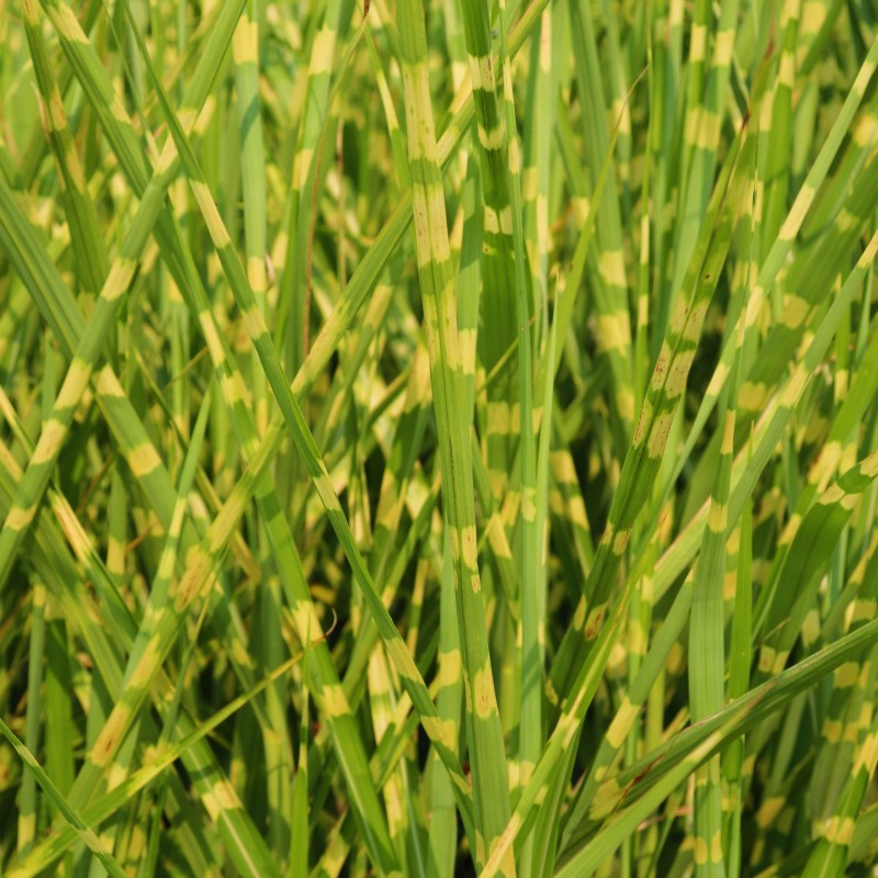 Stuf chinezesc Gold Bare