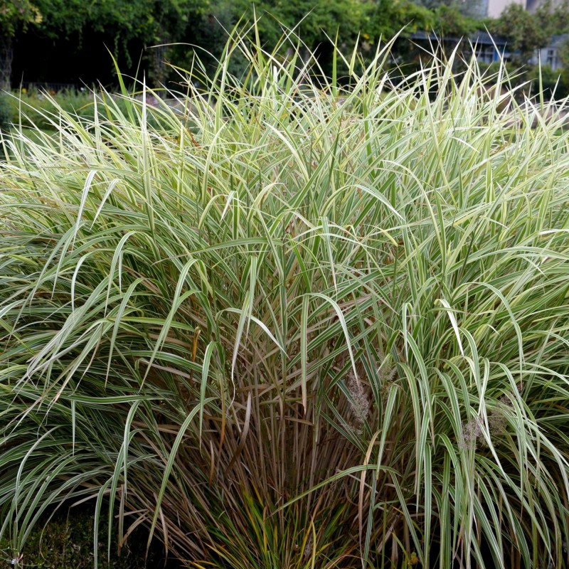 Stuf chinezesc Variegatus