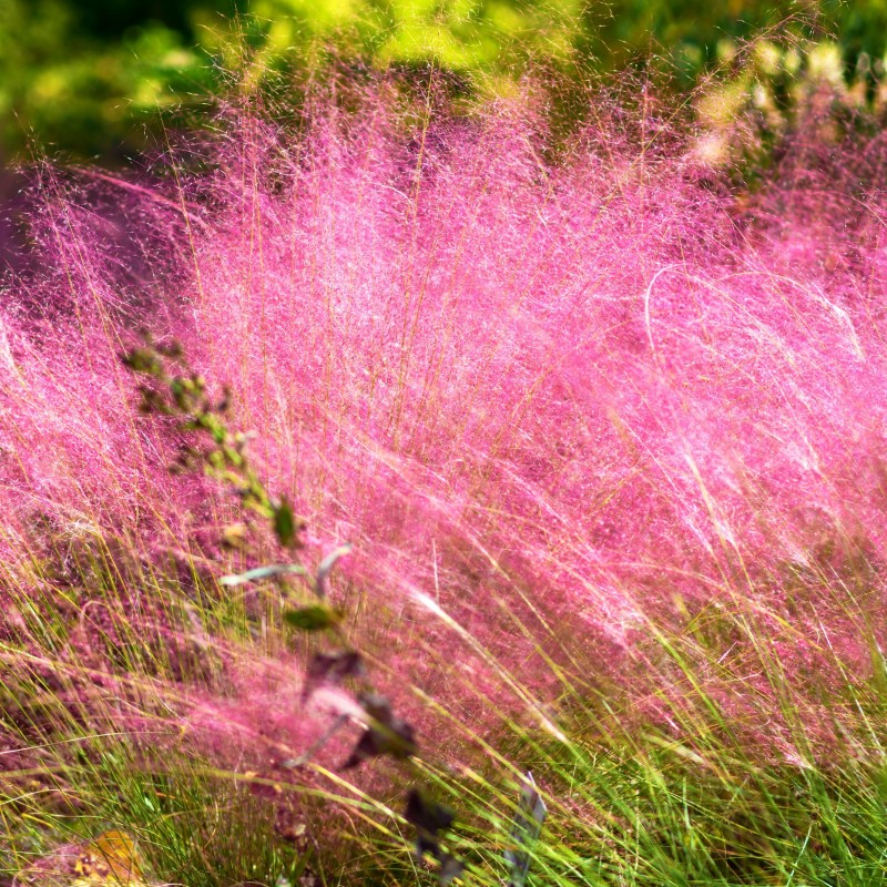 Muhly Pink