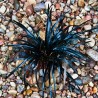 Ophiopogon planiscapus Niger
