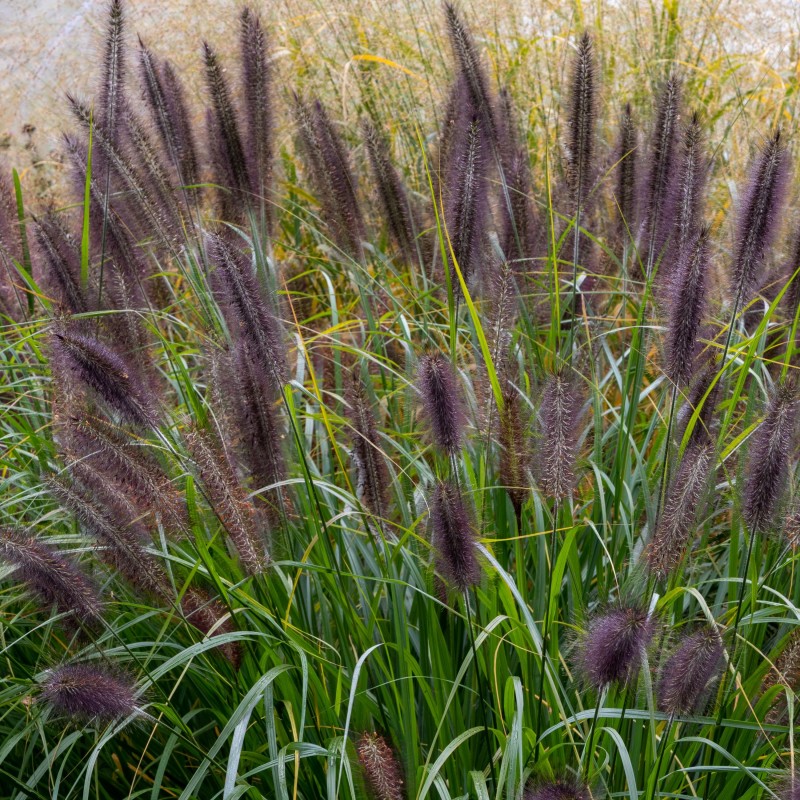 Pennisetum alopecuroides Black Beauty