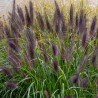 Pennisetum alopecuroides Black Beauty