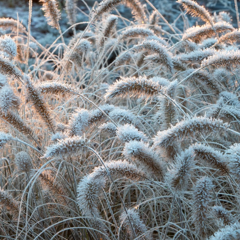 Pennisetum alopecuroides Little bunny