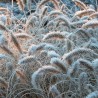 Pennisetum alopecuroides Little bunny