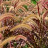 Pennisetum setaceum Rubrum