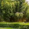 Bambus Phyllostachys Aureocaulis