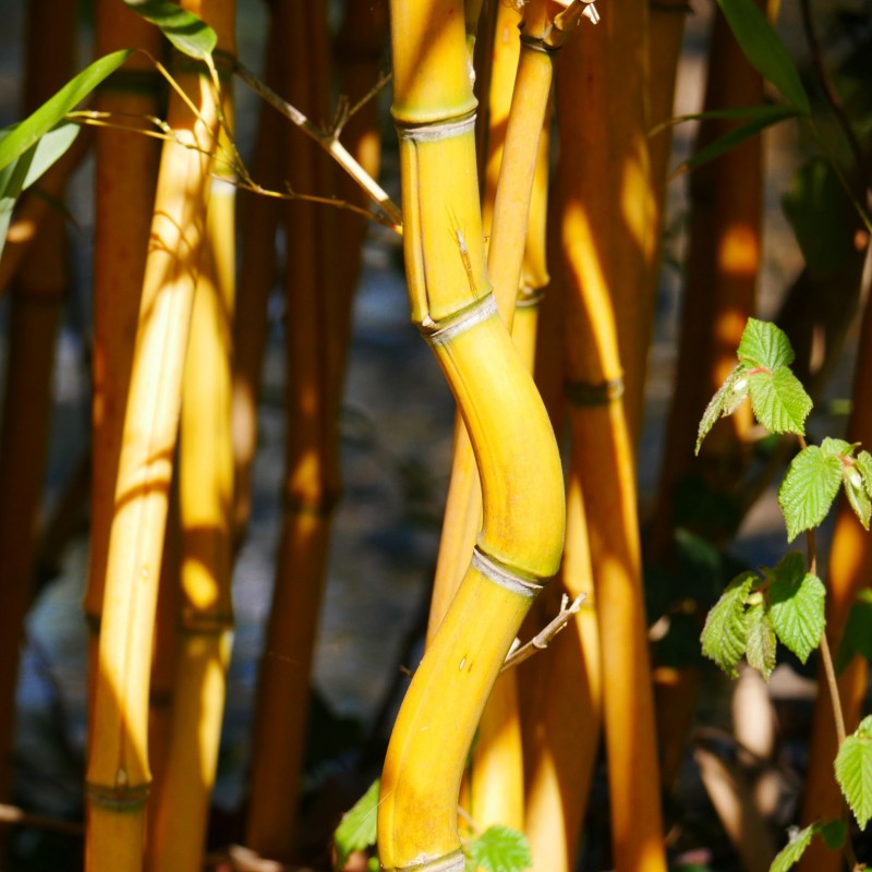 Bambus Phyllostachys Aureocaulis