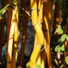 Bambus Phyllostachys Aureocaulis