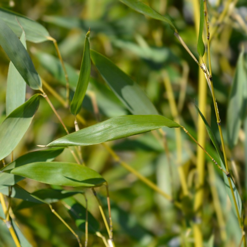 Bambus Phyllostachys bissetii