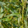 Bambus Phyllostachys bissetii