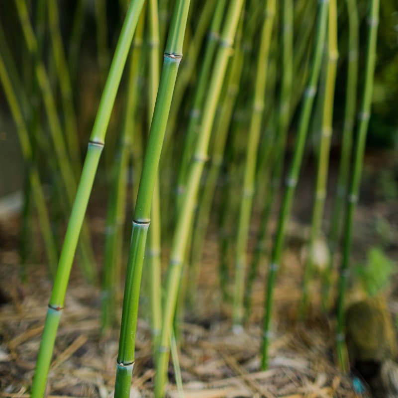 Bambus Phyllostachys bissetii