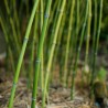 Bambus Phyllostachys bissetii