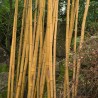 Bambus chinezesc Lemn de aur