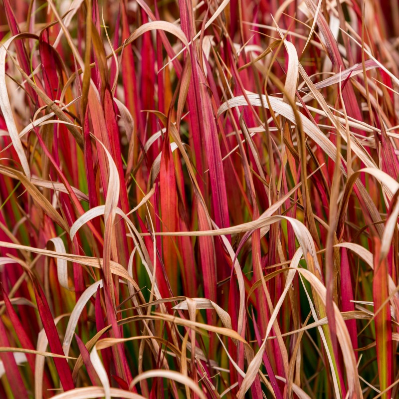 Iarba rosie Uncinia rubra