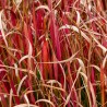 Iarba rosie Uncinia rubra