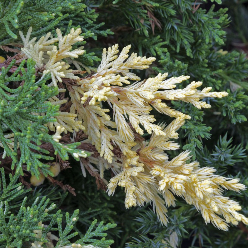 Ienupar tarator Expensa Variegata