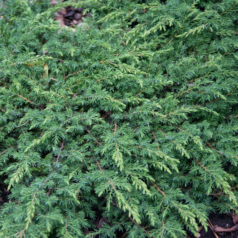 Ienupar Green Carpet