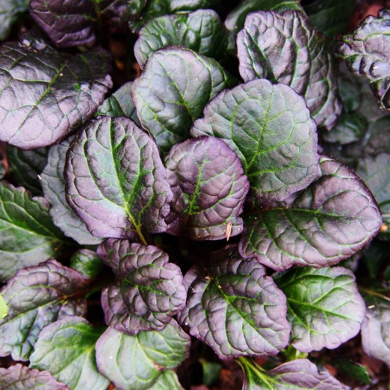 Ajuga reptans Catlins Giant