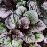 Ajuga reptans Catlins Giant